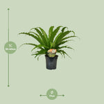 Load image into Gallery viewer, Asplenium nidus 'Osaka' - Ø17cm - ↕40cm