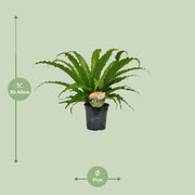 Asplenium nidus 'Osaka' - Ø17cm - ↕40cm