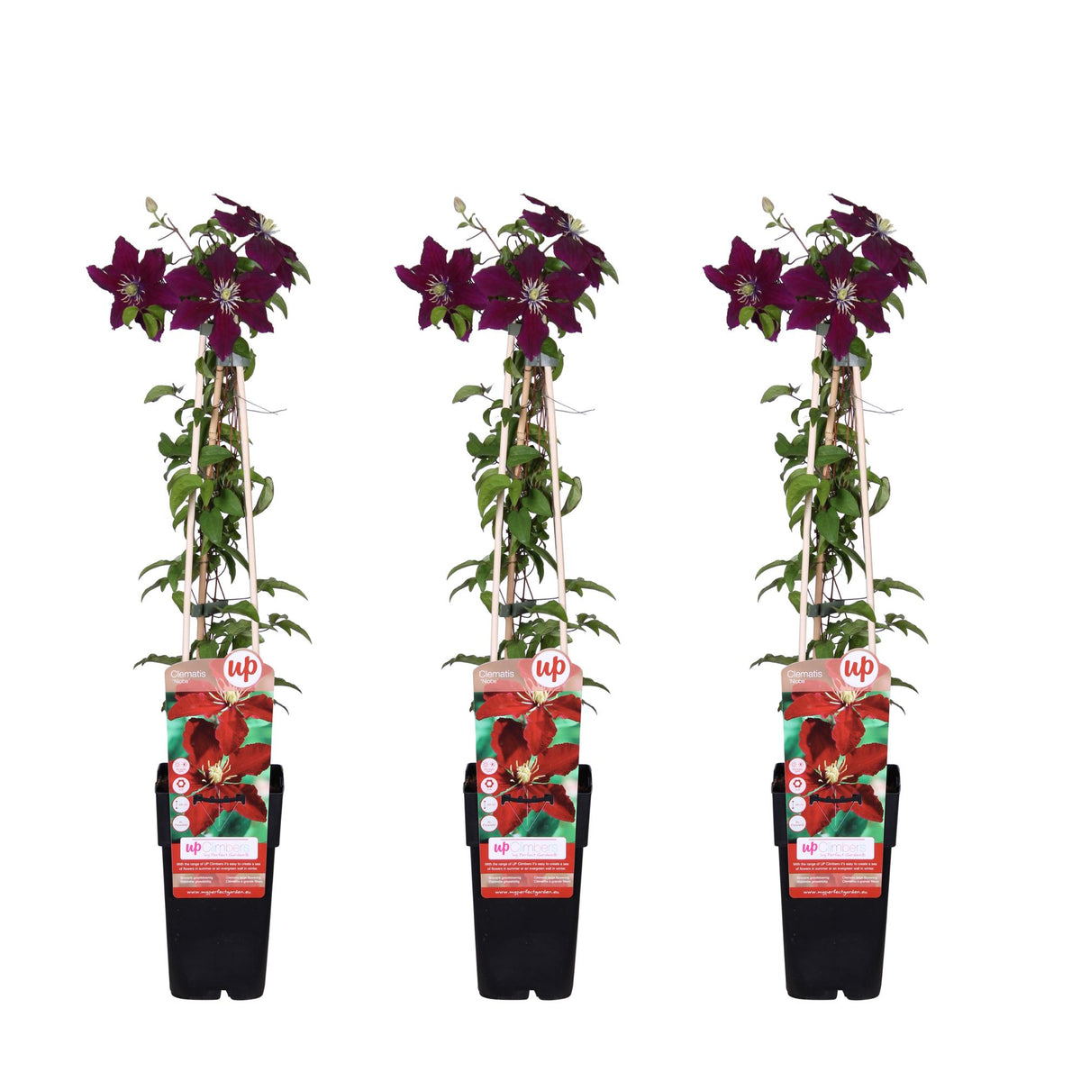 Clematis 'Niobe' - 3 piante - Ø15 - ↨65cm