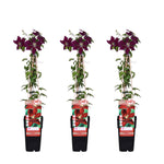Load image into Gallery viewer, Clematis Niobe - 3 plants - Ø15 - ↨65cm
