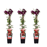Clematis 'Niobe' - 3 piante - Ø15 - ↨65cm