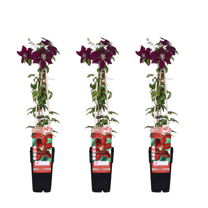 Clematis Niobe - 3 plants - Ø15 - ↨65cm