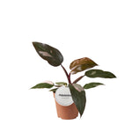 Load image into Gallery viewer, Philodendron erubescens &#39;Burgundy Princess&#39; - Ø12cm - ↕25cm
