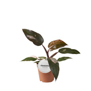 Philodendron erubescens 'Burgundy Princess' - Ø12cm - ↕25cm