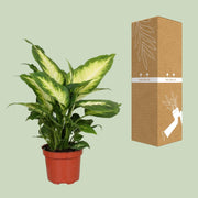 Dieffenbachia seguine 'Camilla' - Ø12cm - ↕35cm