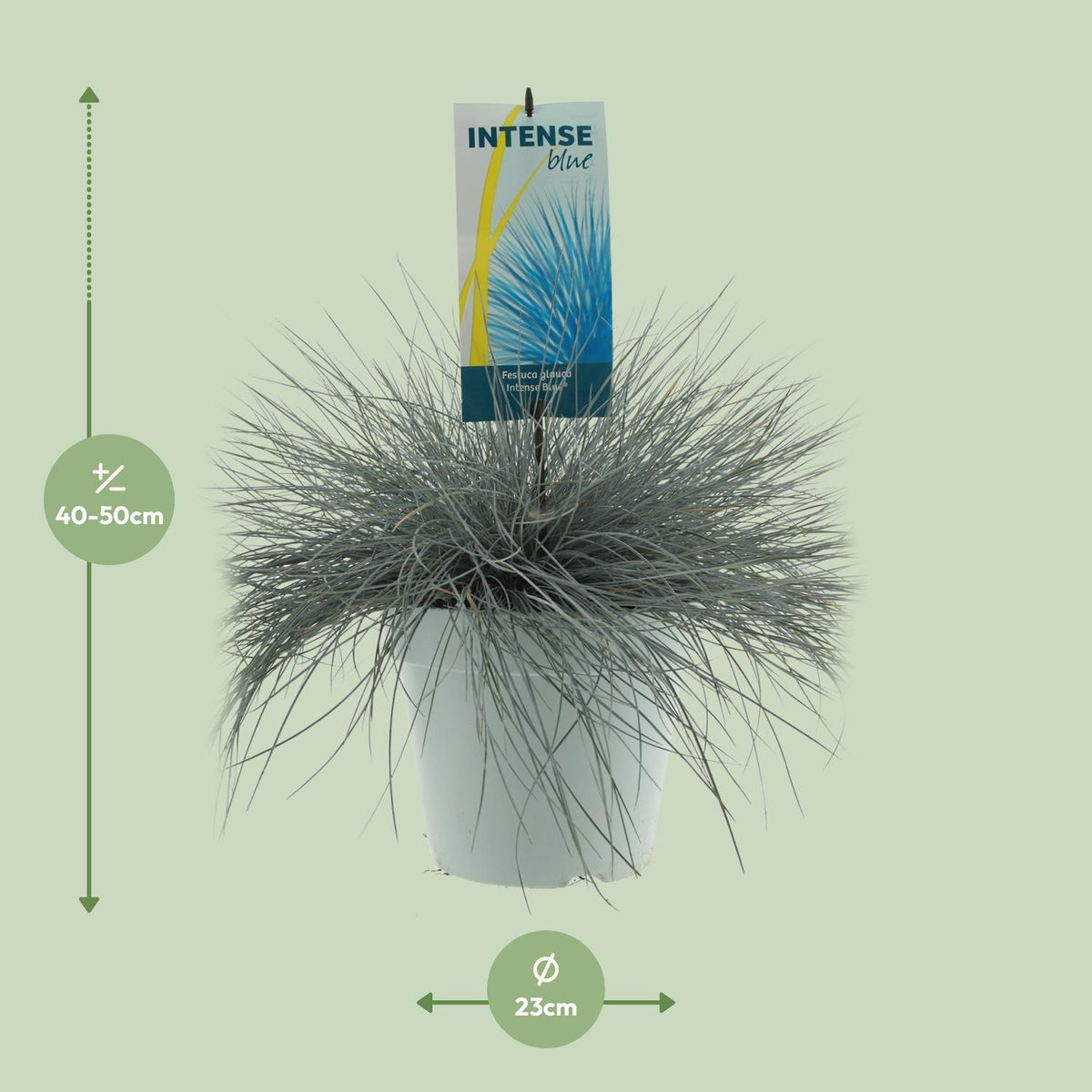 Festuca glauca 'Intense Blue' - Ø23cm - ↕50cm