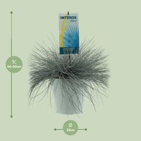 Festuca glauca 'Intense Blue' - Ø23cm - ↕50cm