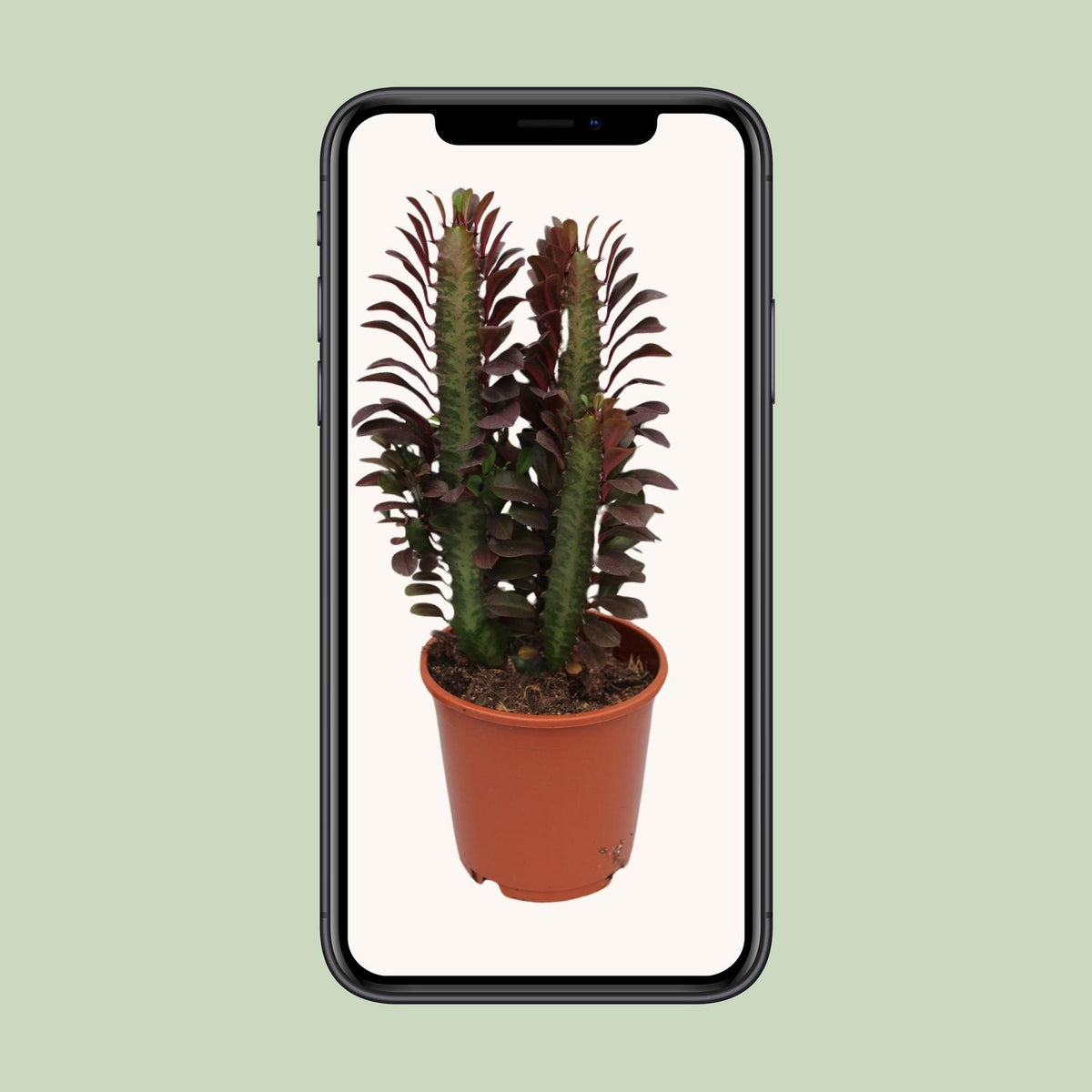Euphorbia trigona 'Rubra' - Ø12cm - ↕40cm