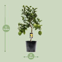 Citrus Lemon (Limone) - Ø22cm - ↕80cm
