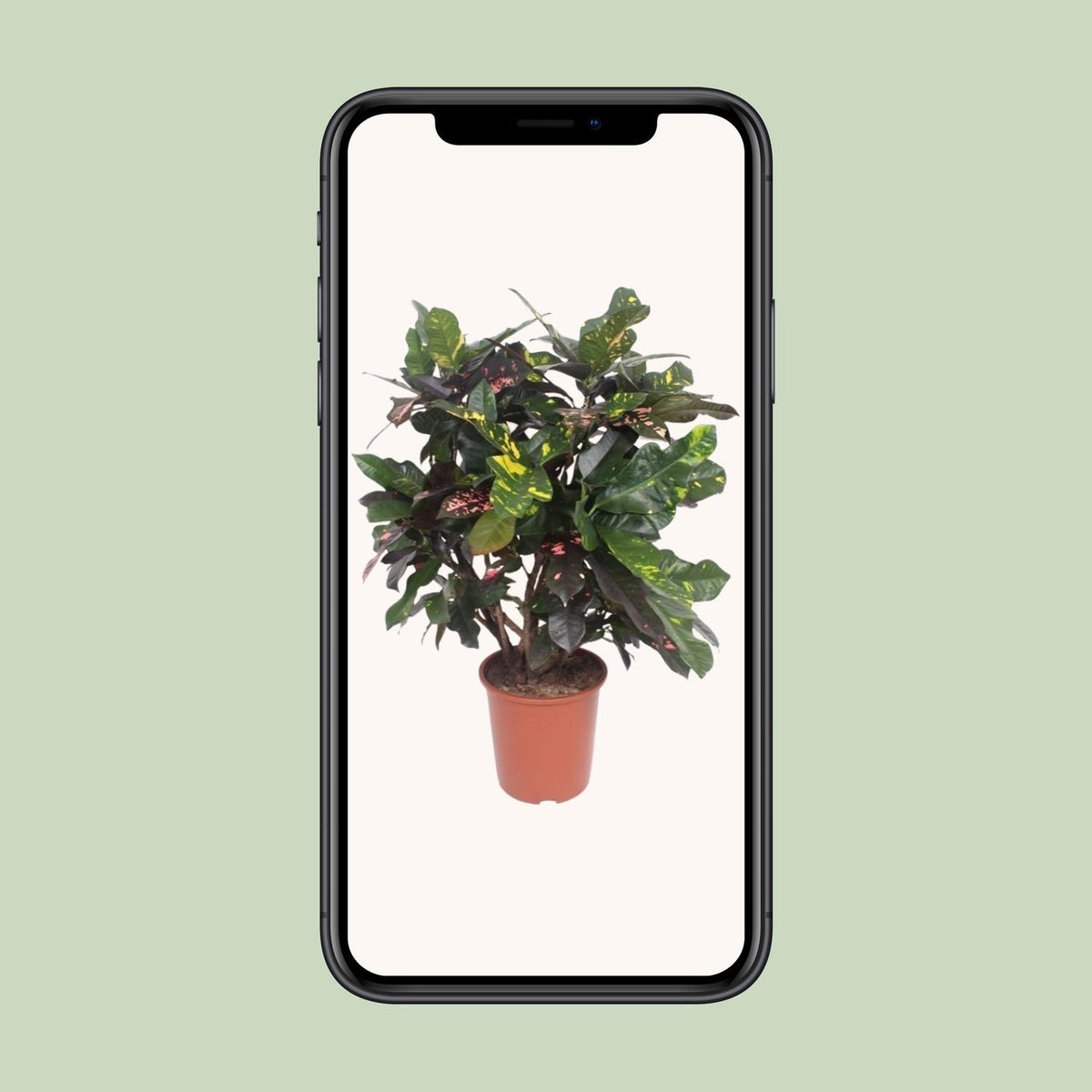 Codiaeum magnificent (Croton magnificent) - Ø27cm - ↕110cm