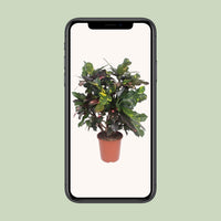 Codiaeum magnificent (Croton magnificent) - Ø27cm - ↕110cm