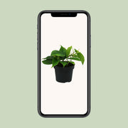 Philodendron scandens - Ø12cm - ↕20cm