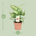 Load image into Gallery viewer, Dieffenbachia seguine &#39;Compacta&#39; - Ø17cm - ↕45cm
