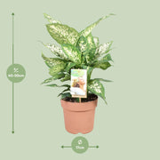 Dieffenbachia seguine 'Compacta' - Ø17cm - ↕45cm