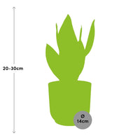Sansevieria futura 'Superba' in ELHO Vibes Fold, Pink, Ø14cm ↕25cm