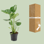 Load image into Gallery viewer, Monstera deliciosa - Ø17cm - ↕60cm