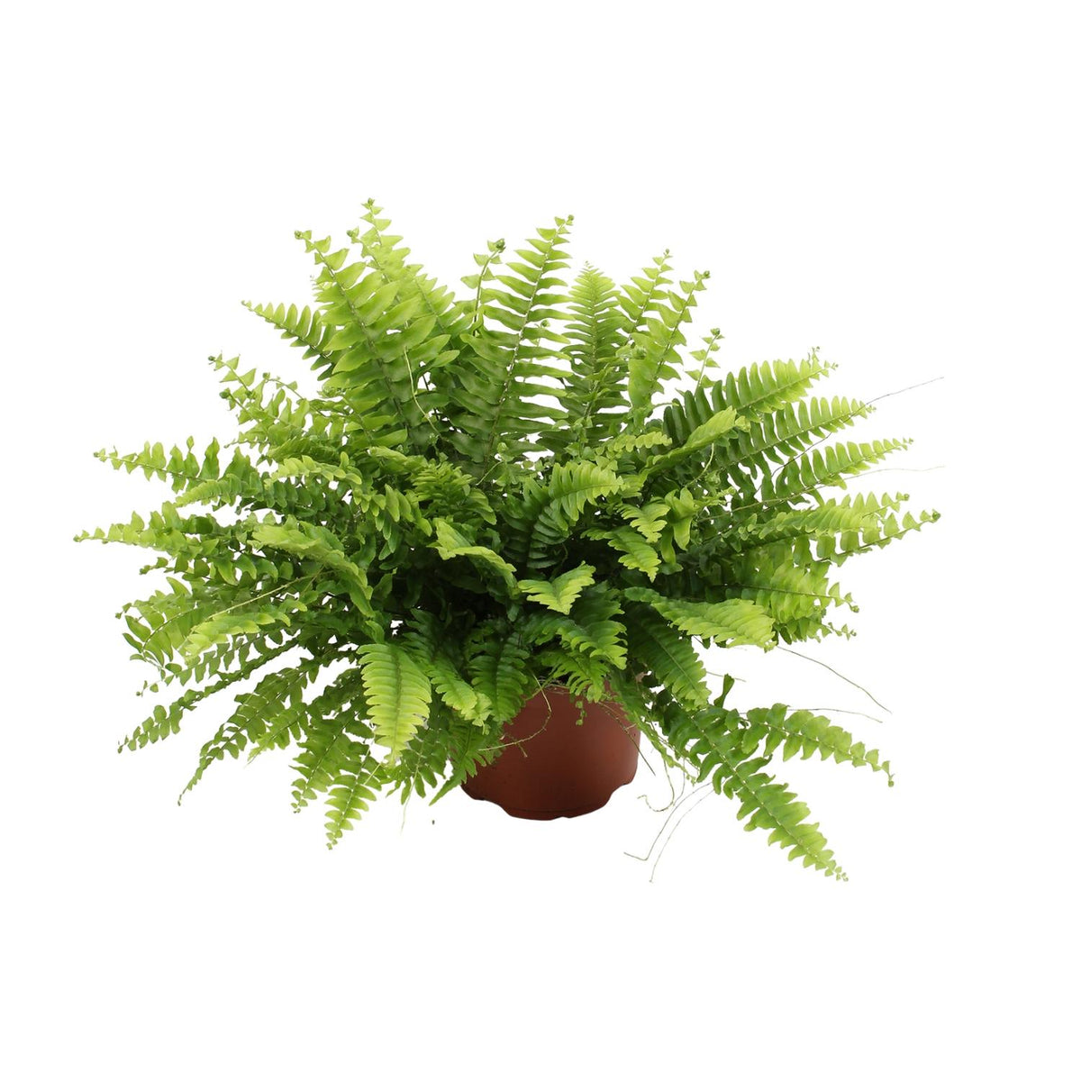 Nephrolepis exaltata 'Boston Green Moment' - Ø12cm - ↕20cm