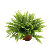 Nephrolepis exaltata 'Boston Green Moment' - Ø12cm - ↕20cm