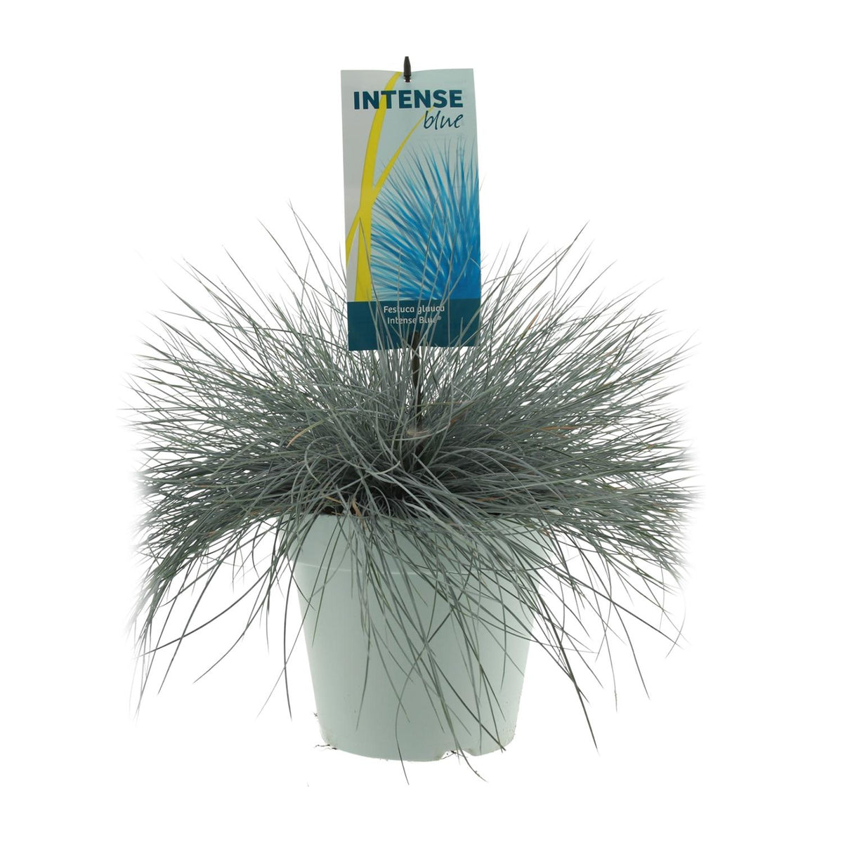 Festuca glauca 'Intense Blue' - Ø23cm - ↕50cm