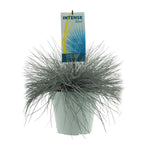 Load image into Gallery viewer, Festuca Glauca Intense Blue - Ø23cm - ↕50cm
