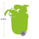 Load image into Gallery viewer, Scindapsus pictus ‘Trebie’ in ELHO Vibes Fold Pot, Yellow, Ø14cm - ↕15cm