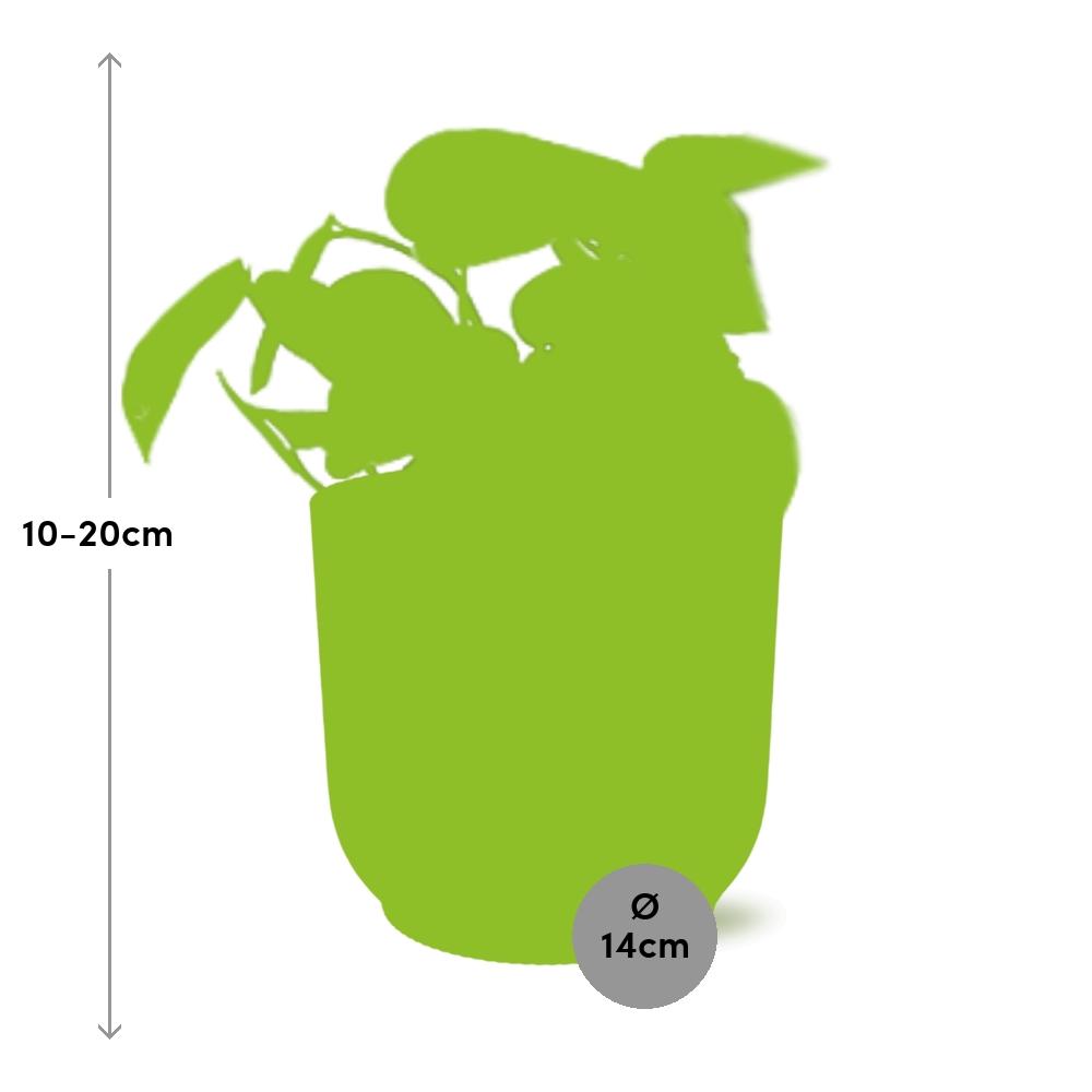 Scindapsus pictus ‘Trebie’ in ELHO Vibes Fold Pot, Yellow, Ø14cm - ↕15cm