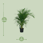 Load image into Gallery viewer, Dypsis lutescens - Ø19cm - ↕100cm