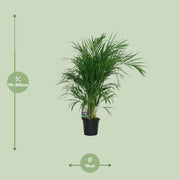 Dypsis lutescens - Ø19cm - ↕100cm