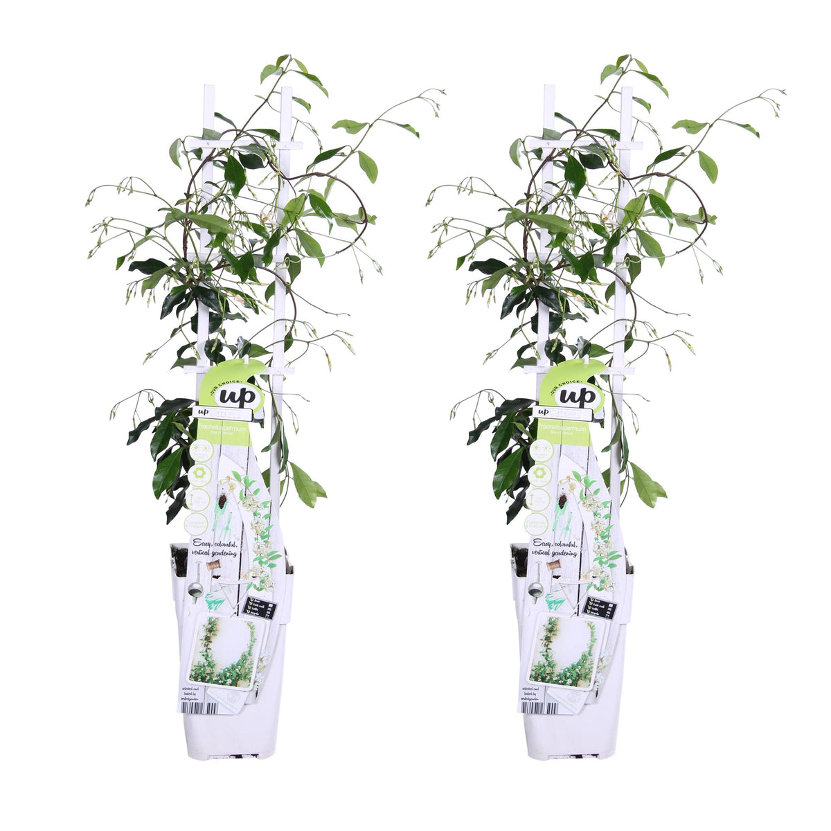 Trachelospermum 'Star of Venice' - 2 pezzi - ↨65cm - Ø15