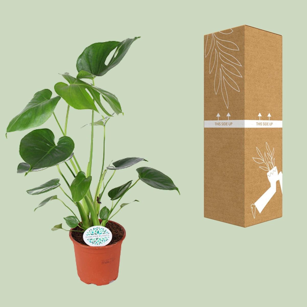 Monstera deliciosa - Ø14cm - ↕45cm