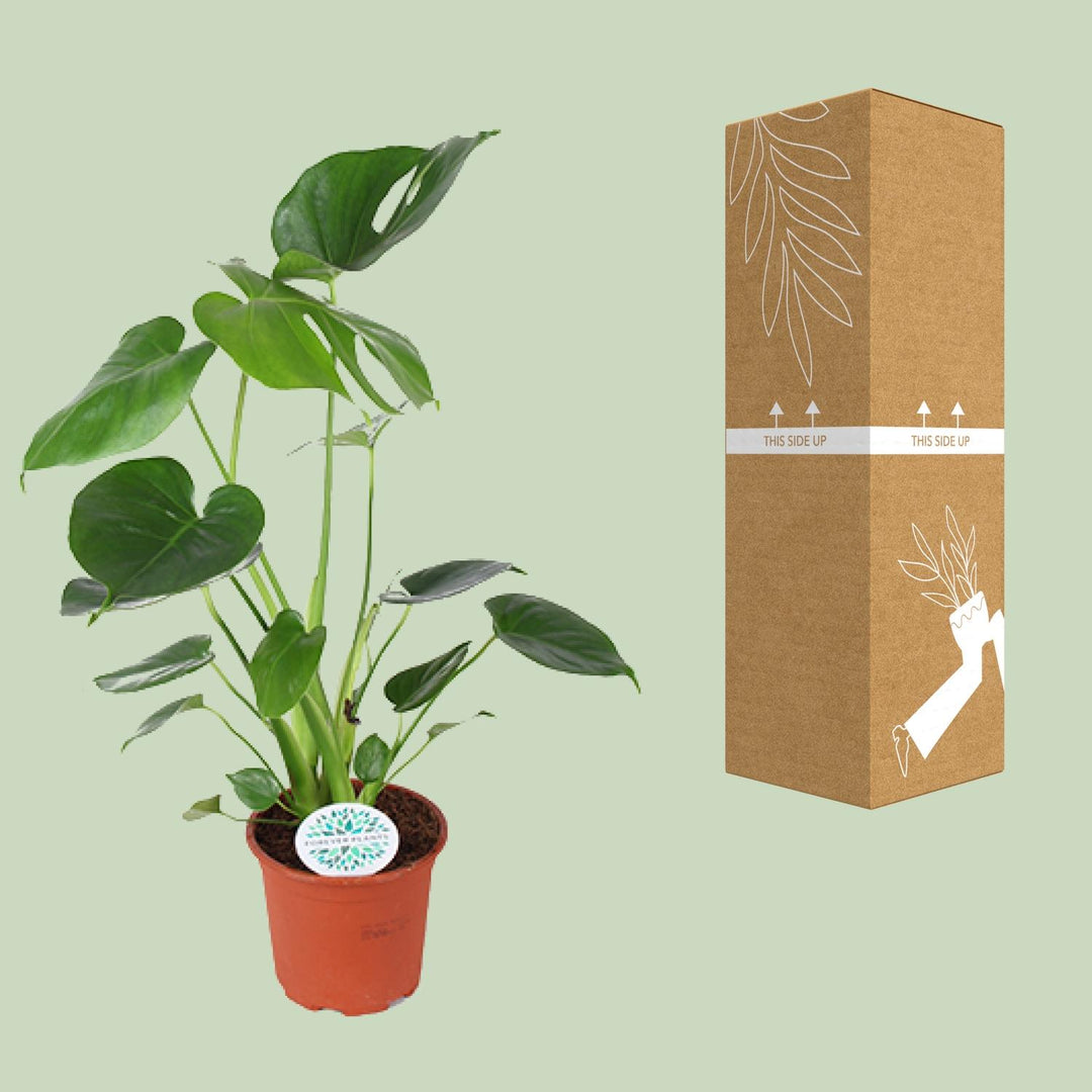 Monstera deliciosa - Ø14cm - ↕45cm