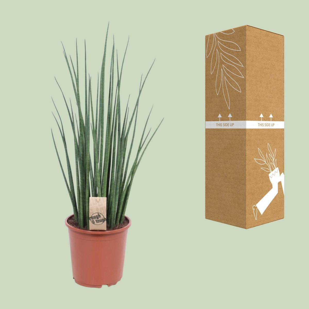 Sansevieria bacularis 'Mikado' - Ø19cm - ↕70cm