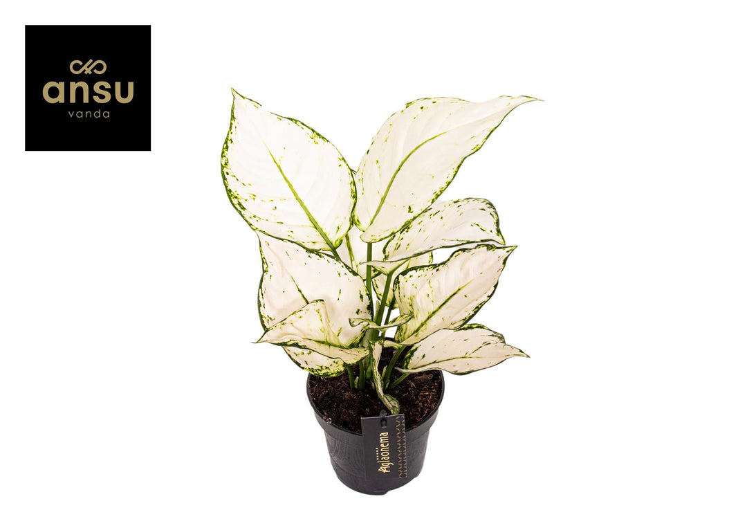 Aglaonema 'White Joy' - Ø12cm - ↕35cm