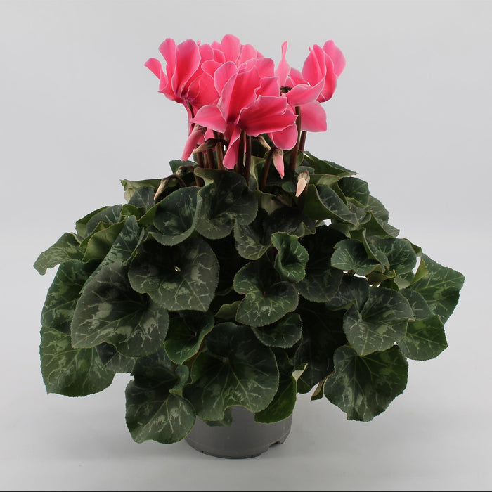 Cyclamen, Light Pink - Ø17cm - ↕40cm