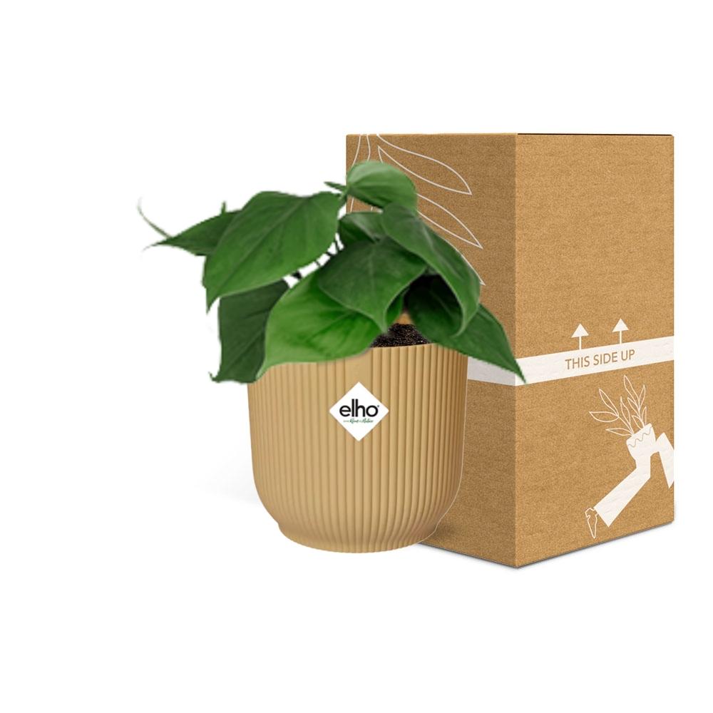 Philodendron scandens in ELHO Vibes Fold, Yellow, - Ø14cm ↕15cm