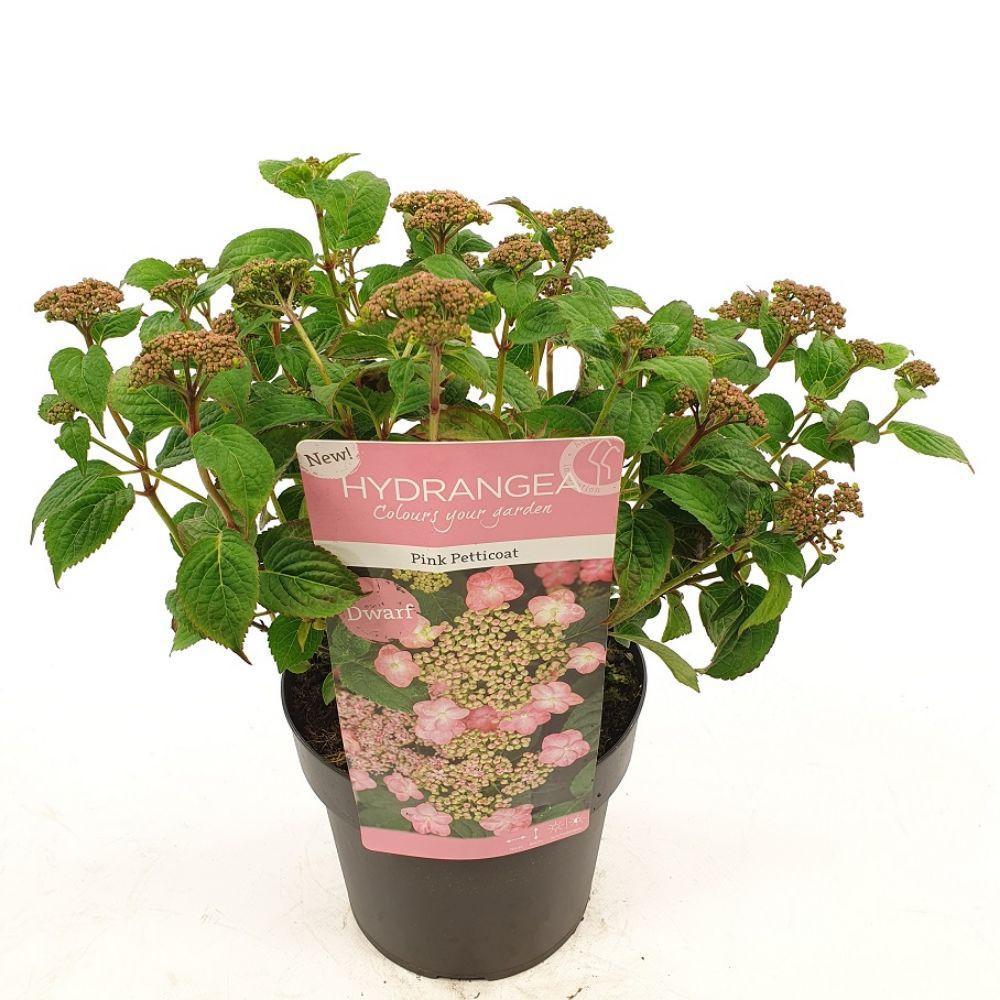 Hydrangea serrata 'Pink Petticoat' - Ø19cm - ↕25cm