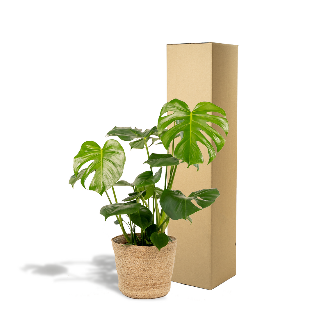 Monstera Deliciosa + Basket Selin - Ø21cm - ↨80cm