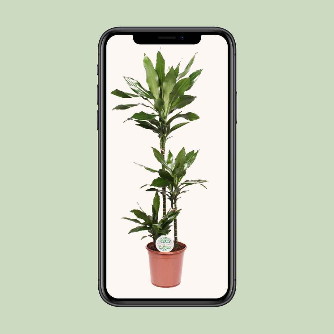 Dracaena fragrans 'Janet Lind' - Ø24cm - ↕130cm