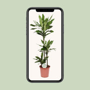 Dracaena fragrans 'Janet Lind' - Ø24cm - ↕130cm