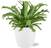 Asplenium nidus 'Crissie' - Ø17cm - ↕40cm + Vaso Brussels, Bianco, D18x17cm