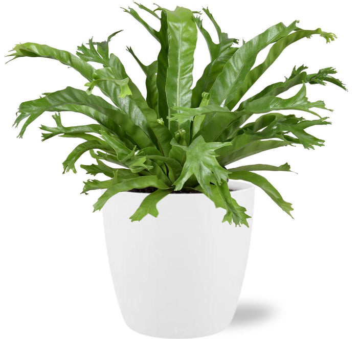 Asplenium nidus 'Crissie' - Ø17cm - ↕40cm + Pot Brussels, White, D18x17cm