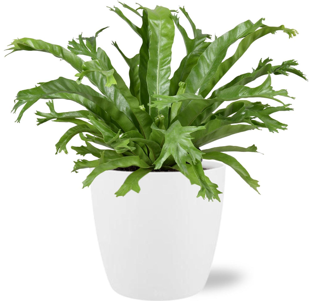 Asplenium nidus 'Crissie' - Ø17cm - ↕40cm + Pot Brussels, White, D18x17cm