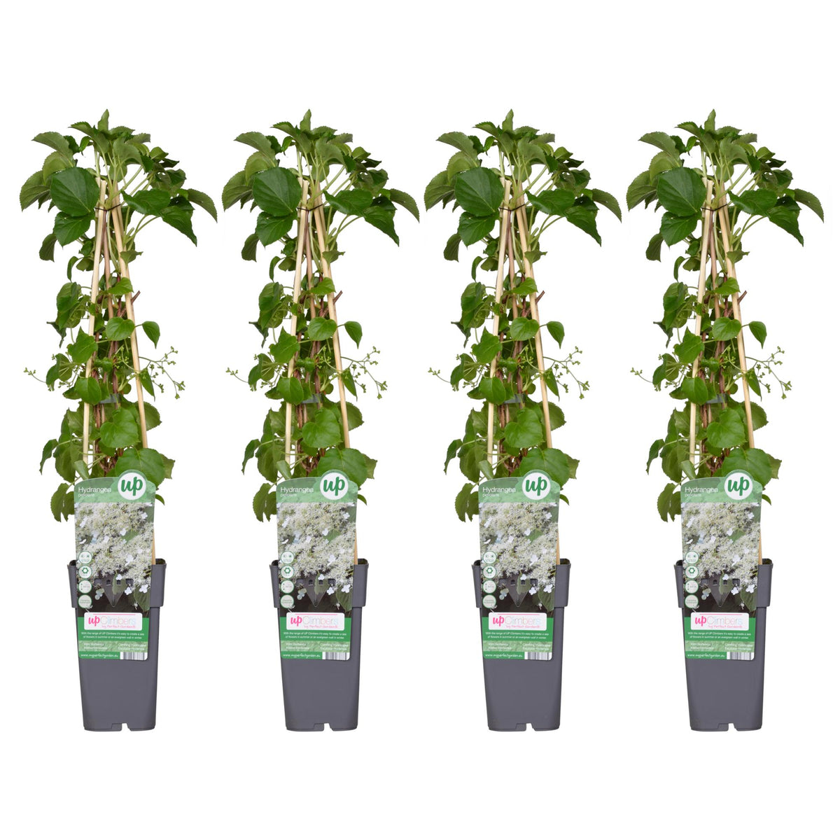 Hydrangea petiolaris - 4 plants - ↨65cm - Ø15
