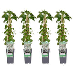 Load image into Gallery viewer, Hydrangea petiolaris - 4 plants - ↨65cm - Ø15
