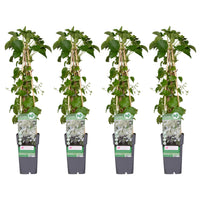 Hydrangea petiolaris - 4 plants - ↨65cm - Ø15
