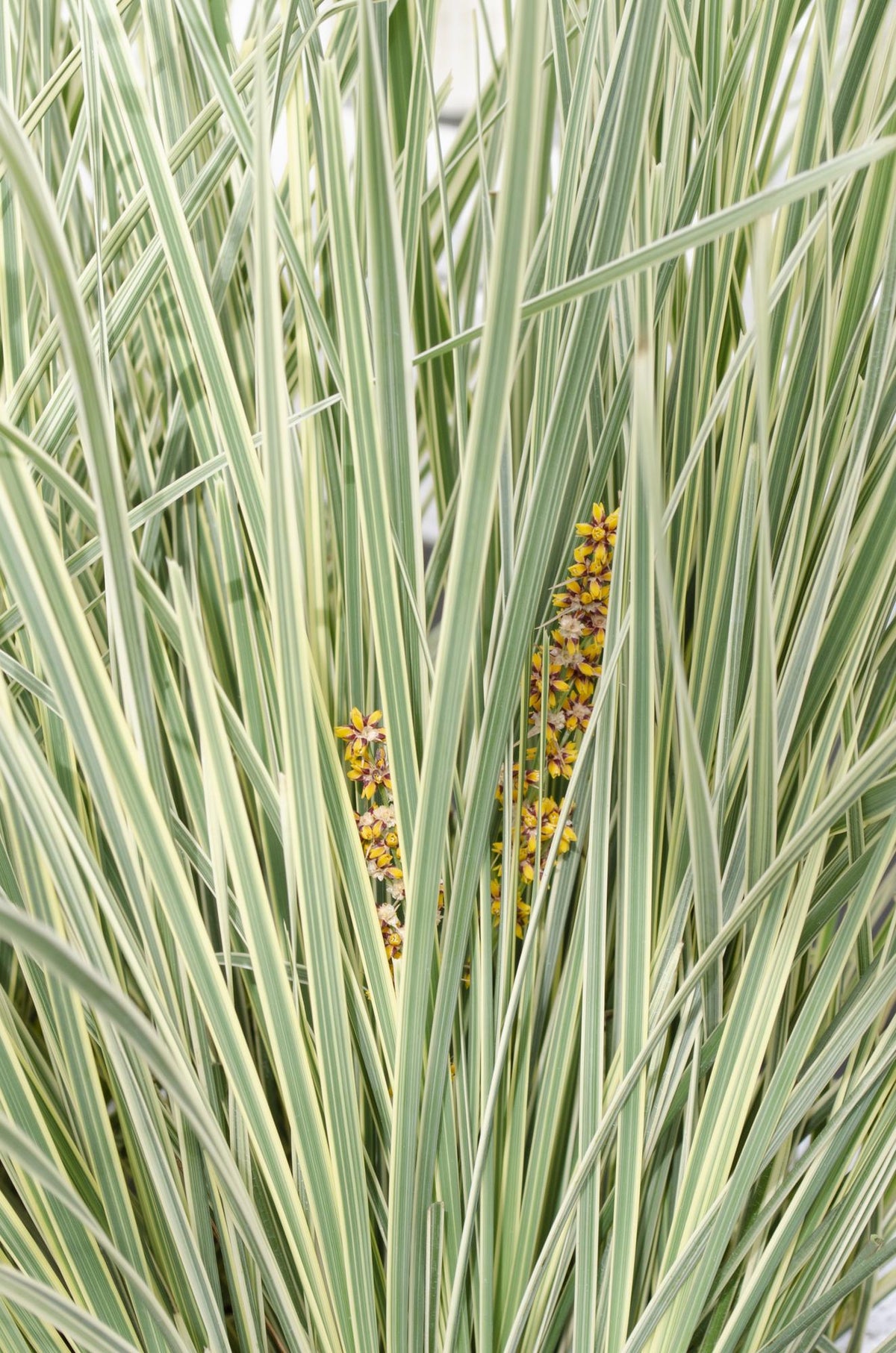 Lomandra longifolia 'White Sands' - Ø19cm - ↕40cm