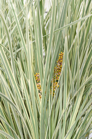 Lomandra longifolia 'White Sands' - Ø19cm - ↕40cm
