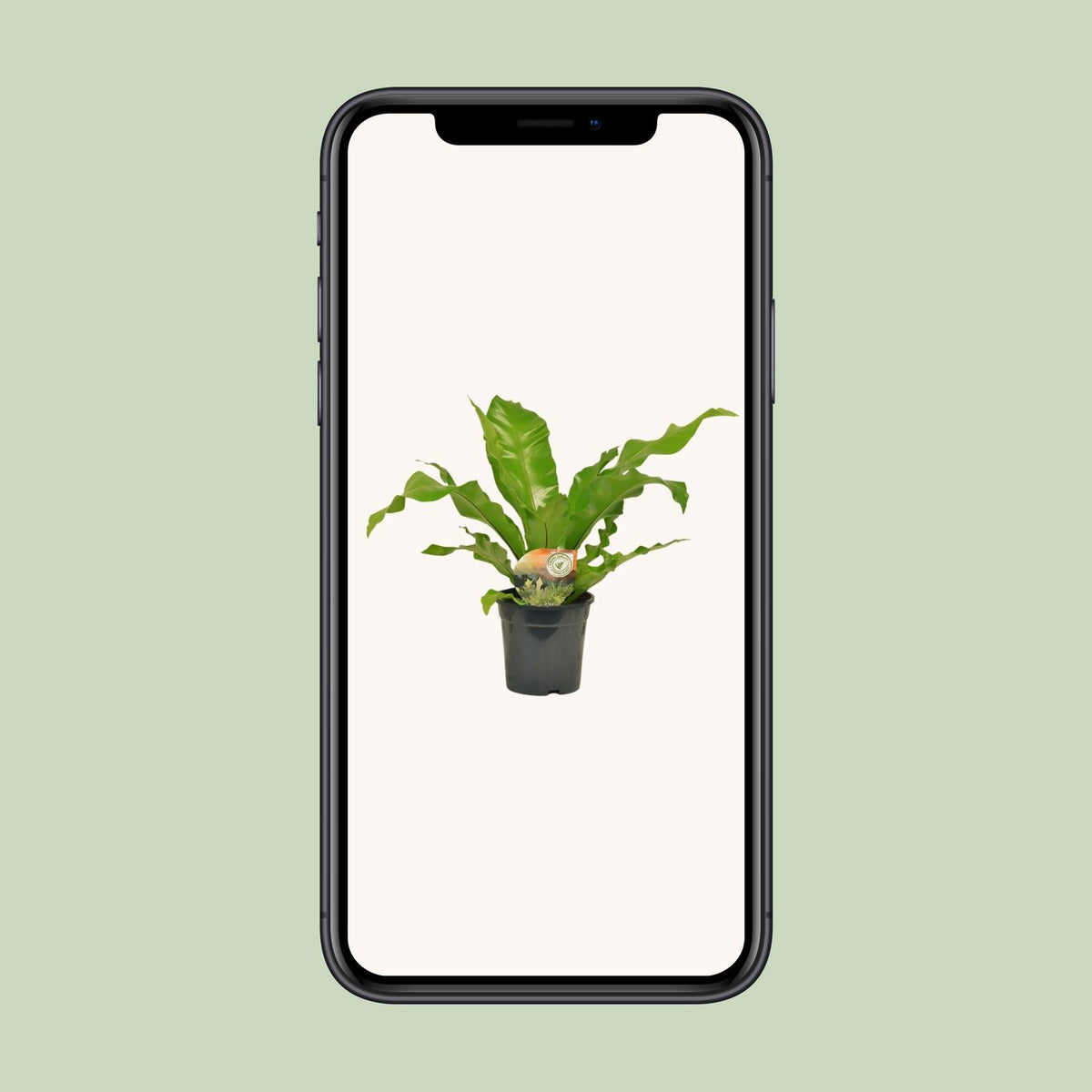 Asplenium nidus - Ø17cm - ↕60cm