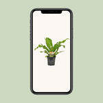 Load image into Gallery viewer, Asplenium nidus - Ø17cm - ↕60cm