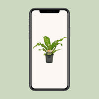 Asplenium nidus - Ø17cm - ↕60cm